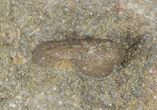 Cyclopyge An Unusual Pelagic Trilobite #40144-3